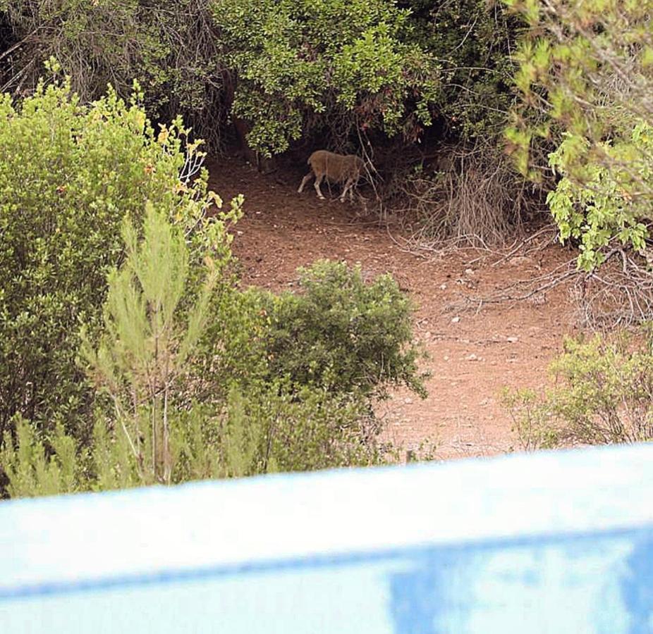 Finca Ses Eres Arta Exterior photo